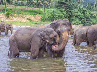 Filler Pinnawella nehre sarılma