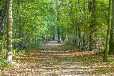ormanda Almanya'da sonbahar renkleri
