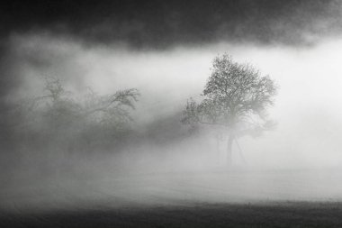 elma ağacı Hesse, Almanya Taunus bölgesinde siste