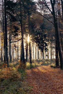 sabah Taunus bölgesi sonbahar yaprakları ile ormanda