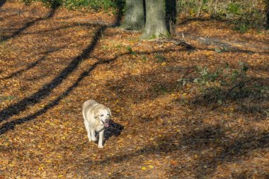 Labrador köpek renkli ormanıyla yere yaprakları sonbaharda yürüyüş sahiptir