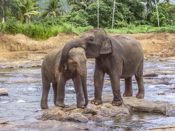 Abrazando Elefantes Río Pinnawella — Foto de Stock