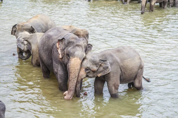 Abrazando Elefantes Río Pinnawella — Foto de Stock