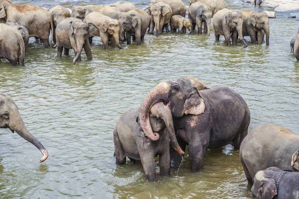 Αγκάλιασμα Ελέφαντες Στον Ποταμό Στο Pinnawella — Φωτογραφία Αρχείου
