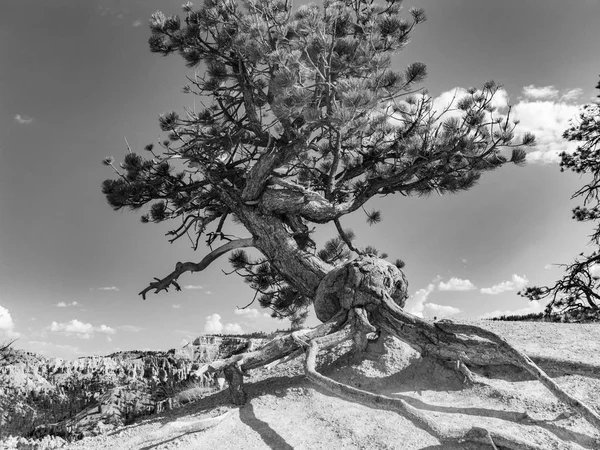 Krásná Krajina Bryce Canyon Nádhernými Ledvinových Kamenů Jako Amfiteátr Chrámy — Stock fotografie