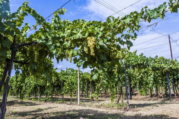Grapes Vine Area Northern Italy Veneto Ready Harvesting — Stock Photo, Image