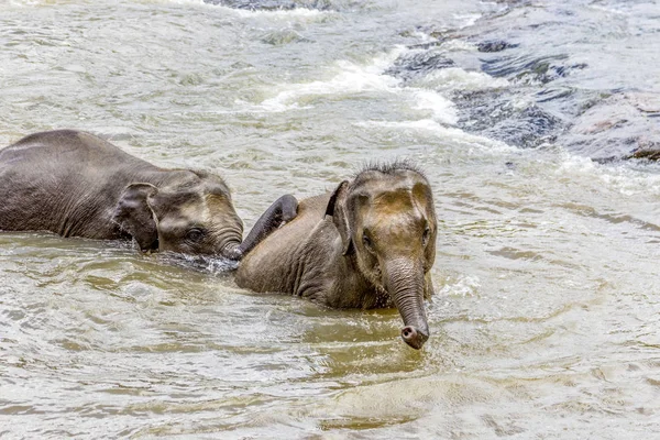 Elefantes Río Maha Oya Orfanato Elefantes Pinnawala — Foto de Stock