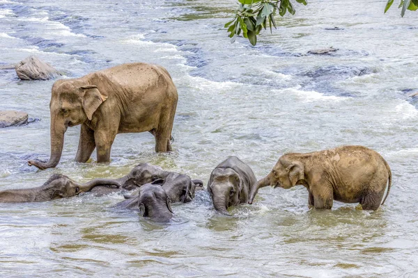 Слоны Реке Маха Ойя Приюте Слонов Пиннавала — стоковое фото