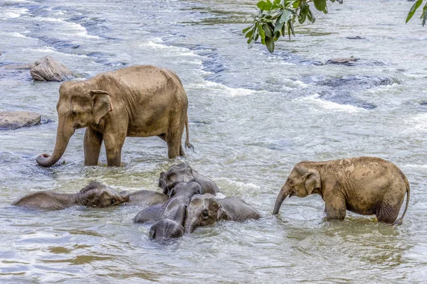 Ελέφαντες Στο Ποτάμι Maha Oya Στο Ορφανοτροφείο Ελεφάντων Pinnawala — Φωτογραφία Αρχείου