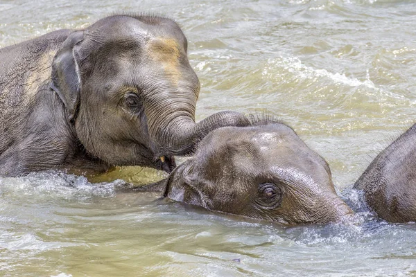 Elephants River Maha Oya Pinnawala Elephant Orphanage — Stock Photo, Image