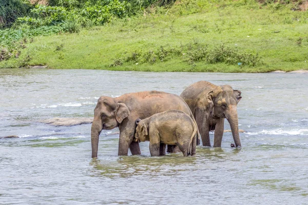 Słonie Rzece Maha Oya Sierociniec Słoni Pinnawala — Zdjęcie stockowe