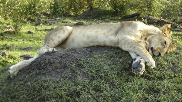 Λιοντάρι Στηρίζεται Στο Εθνικό Πάρκο Masai Mara Στην Kenia — Φωτογραφία Αρχείου