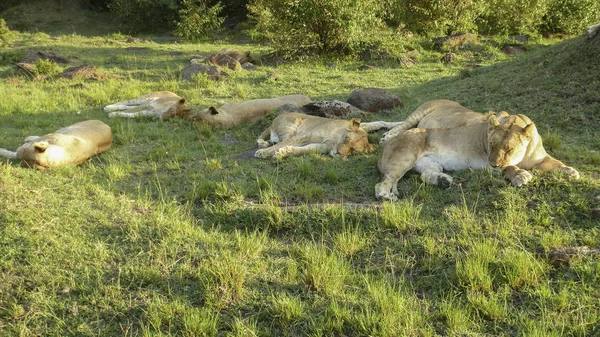 Λιοντάρι Στηρίζεται Στο Εθνικό Πάρκο Masai Mara Στην Kenia — Φωτογραφία Αρχείου
