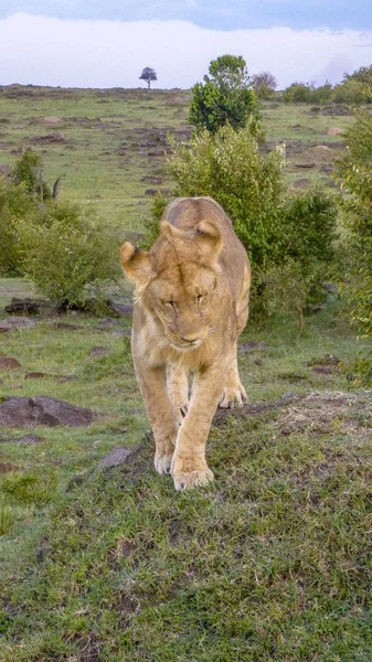 Lev Odpočívá Národním Parku Masai Mara Keni — Stock fotografie