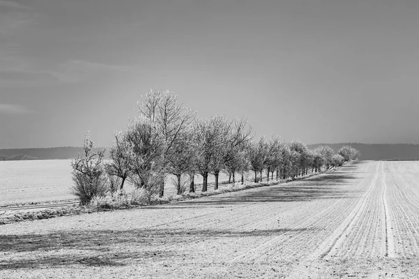 Boom Steegje Winterlandschap Bedekt Met Sneeuw — Stockfoto