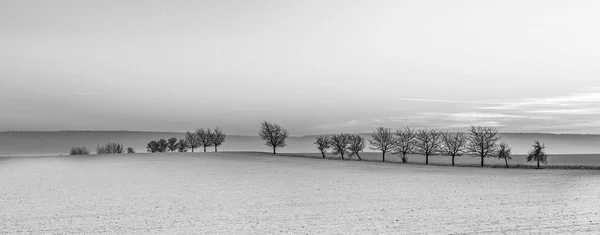 Heldere Winterlandschap Met Boom Alley Zonsondergang — Stockfoto