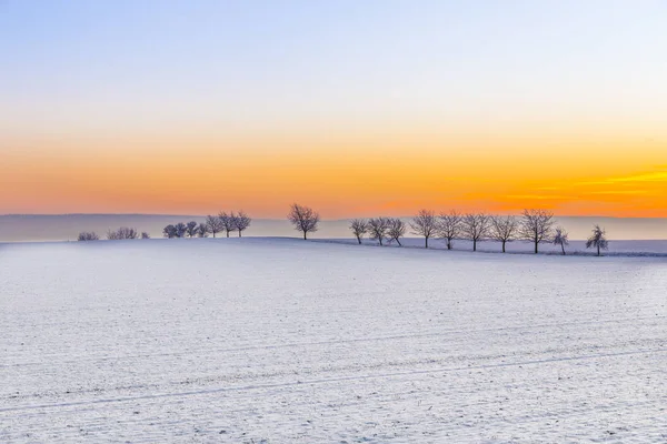 Яркий Зимний Пейзаж Аллеей Деревьев Закате — стоковое фото