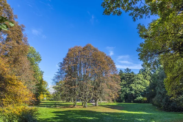 Träd Höstfärger Grueneburg Park Frankfurt — Stockfoto