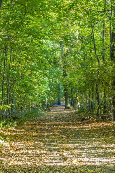 Las Jesiennych Kolorach Niemczech — Zdjęcie stockowe