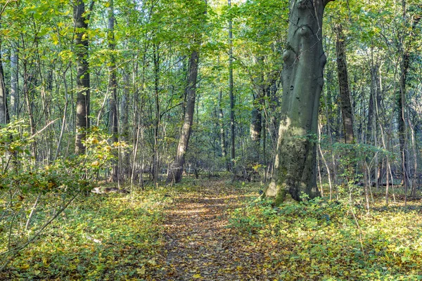 Ormanda Almanya Sonbahar Renkleri — Stok fotoğraf