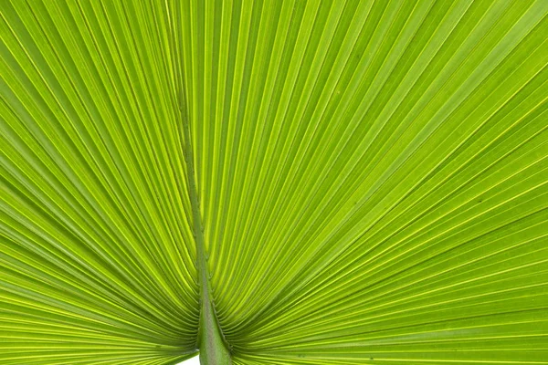 Detail Green Harmonic Palm Leaf Structure — Stock Photo, Image