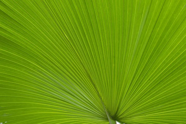 Detail Green Harmonic Palm Leaf Structure — Stock Photo, Image