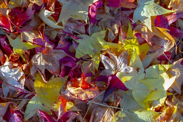 Fond Harmonique Feuilles Forêt Aux Couleurs Été Indiennes — Photo