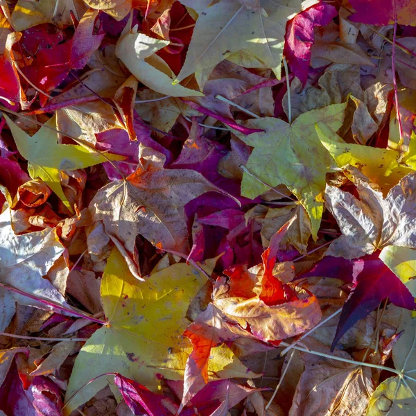 Harmonisk Bakgrund Löv Skogen Brittsommar Färger — Stockfoto