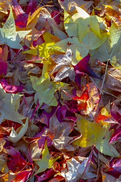 Sfondo Armonico Foglie Nella Foresta Nei Colori Dell Estate Indiana — Foto Stock