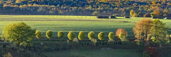 Vackra Lantliga Landskap Med Mistel Gränd Soluppgång Området Taunus Hessen — Stockfoto