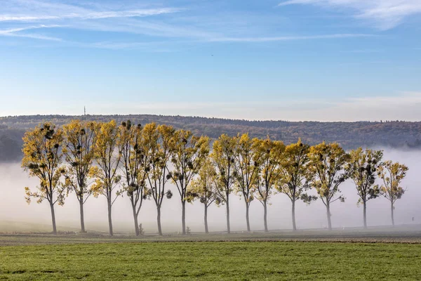Gränd Med Mistletoes Soluppgången Med Dimma Hessen Tyskland — Stockfoto