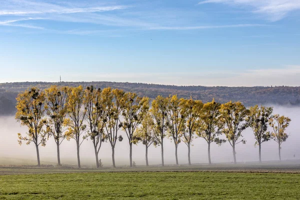 Alej Jmelí Sunrise Mlhou Hesensko Německo — Stock fotografie