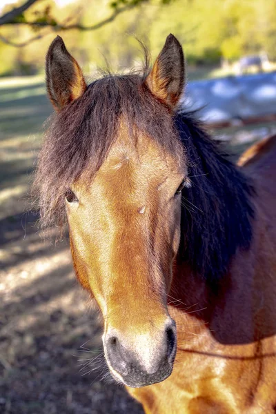 Mooi Bruin Paard Ochtend Licht Weide — Stockfoto