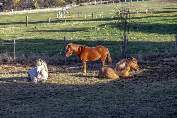 马享受在清晨的灯光下休息的草地 — 图库照片