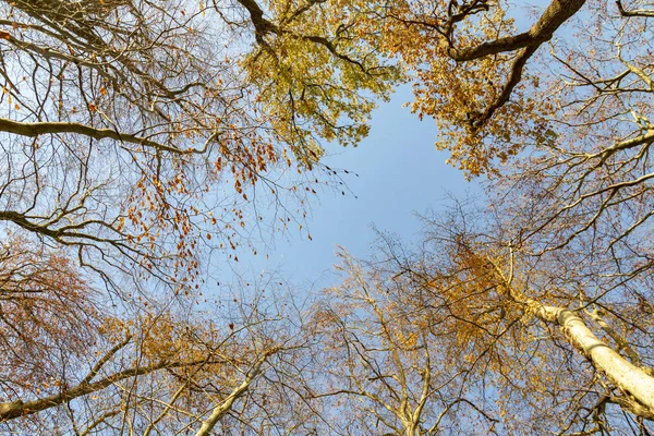 Lever Soleil Dans Forêt Avec Vue Sur Cime Des Arbres — Photo