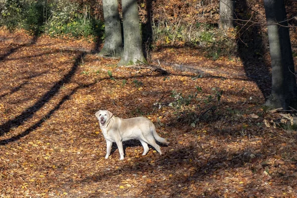 拉布拉多狗喜欢在秋天的森林里散步 地面上有树叶 — 图库照片