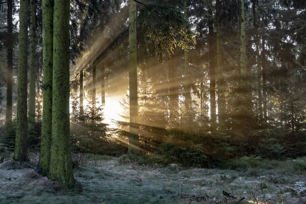 romantic sunrise in early morning in the forest with bright sunbeam in the Taunus area