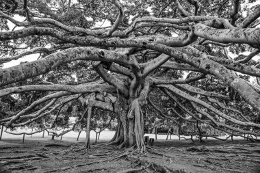 peradeniya, kandy, 