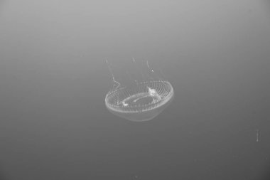 mavi arka plan ile Akvaryum balıkları güzel jöle