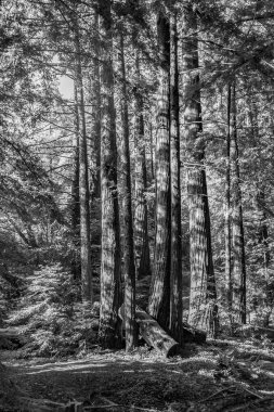 Pfeiffer Big Sur State Park, Kaliforniya'daki eski büyük ağaçlar