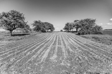 sürülmüş dönüm ve elma ağaçlarının mavi gökyüzü, muhteşem manzara ile