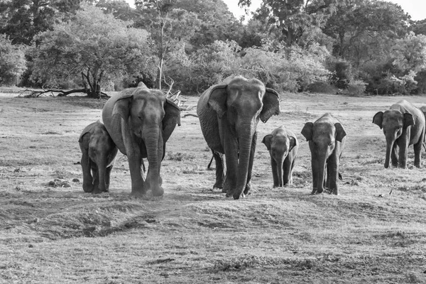 Elefantes Selvagens Selva Sri Lanka — Fotografia de Stock