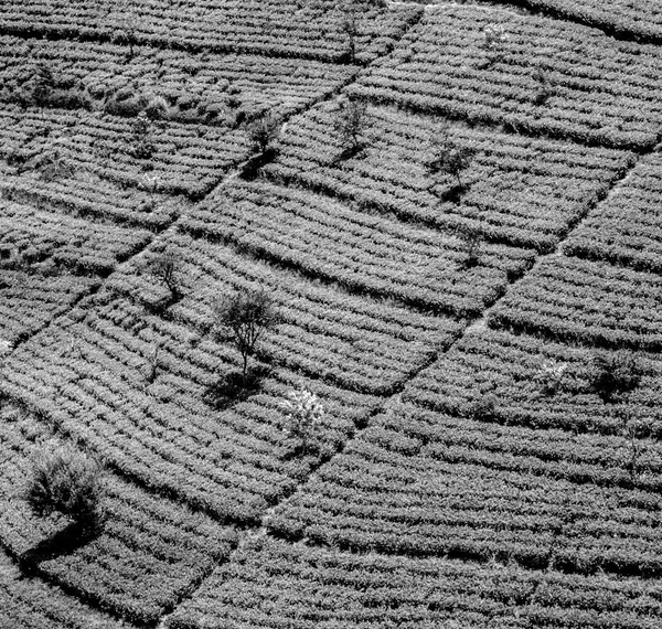 Plantación Verde Sri Lanka Cerca Nuwara Eliya — Foto de Stock