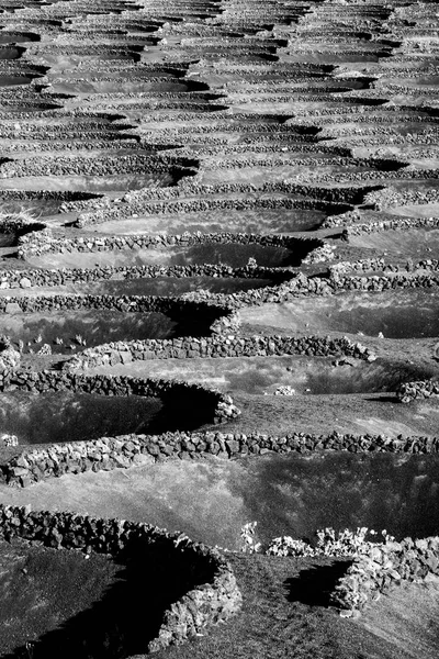 Vineyards Geria Vine Growing Area Volcanic Soil — Stock Photo, Image