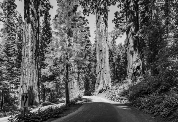 Árvores Grandes Famosas Sequoia Estão Estando Parque Nacional Sequoia Área — Fotografia de Stock