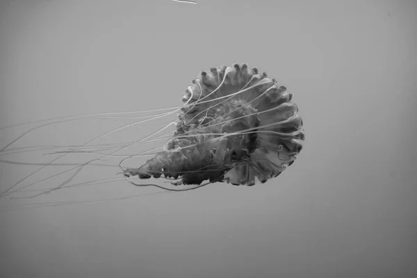 Beautiful Red Jelly Fishes Aquarium Blue Background — Stock Photo, Image