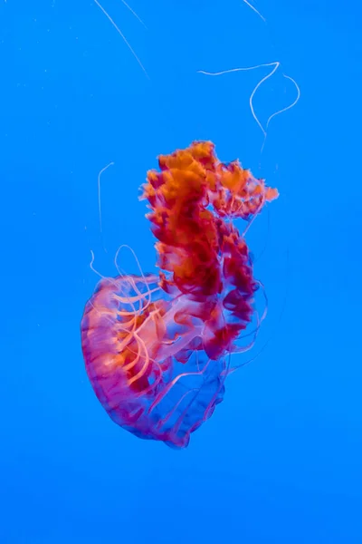 Jelly Merah Yang Indah Ikan Dengan Latar Belakang Biru — Stok Foto