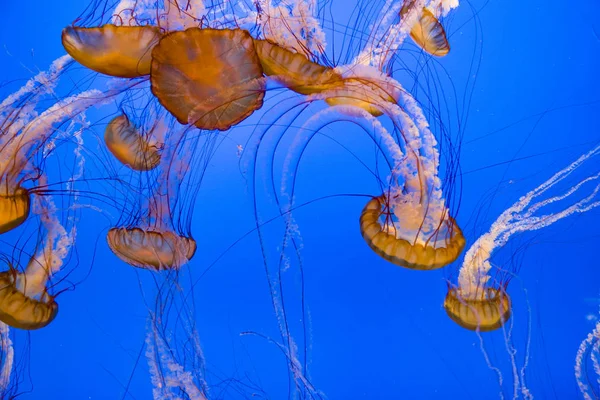 Beautiful Red Jelly Fishes Blue Background — Stock Photo, Image