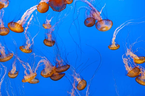 Beautiful Red Jelly Fishes Blue Background — Stock Photo, Image