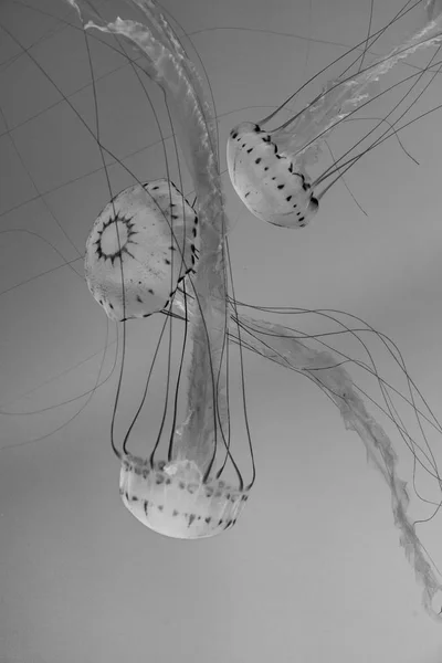 Красивые Медузы Голубом Море — стоковое фото